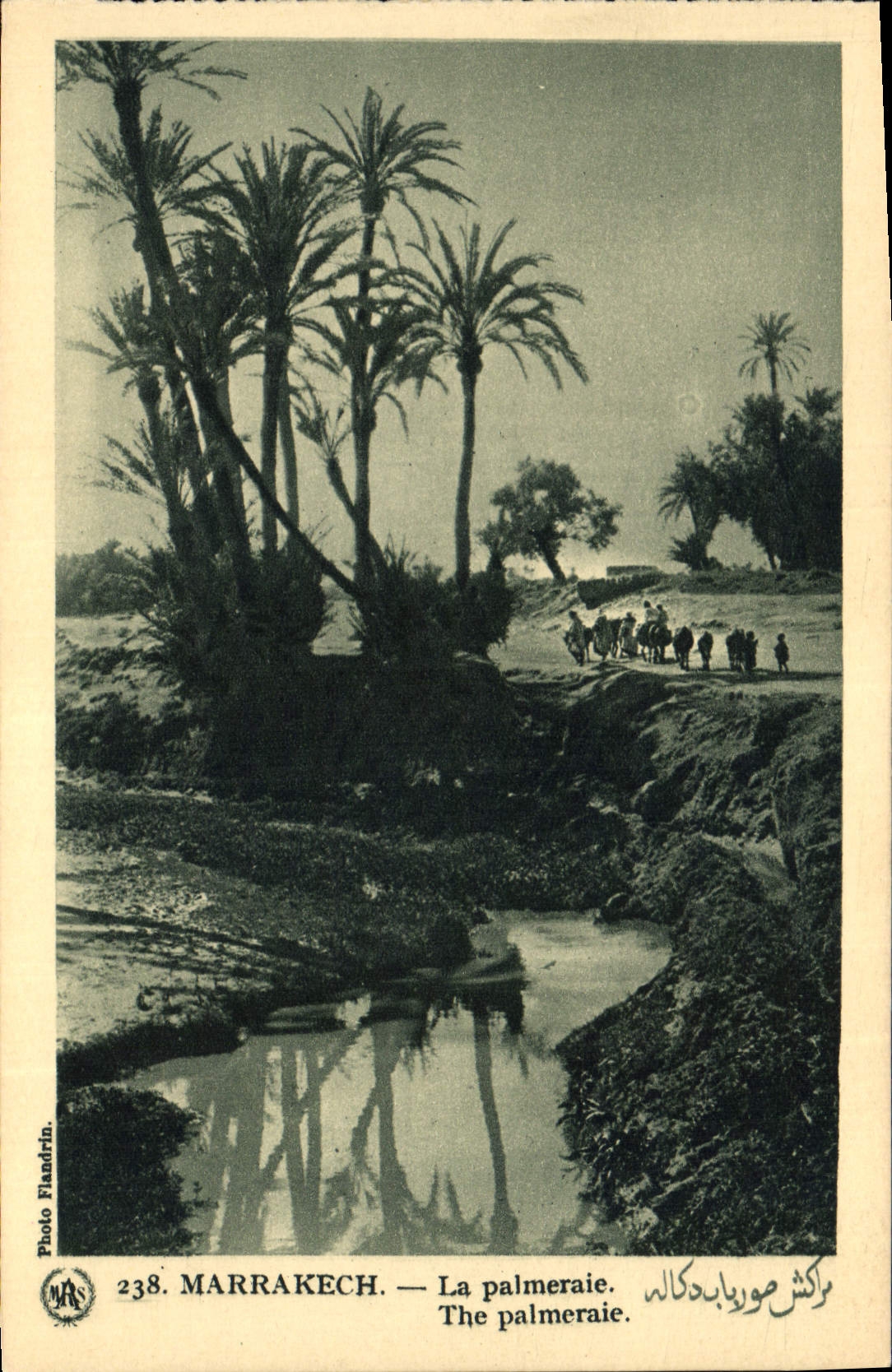 Vintage Postcard Palm trees Marrakech Palm tree palm plantation