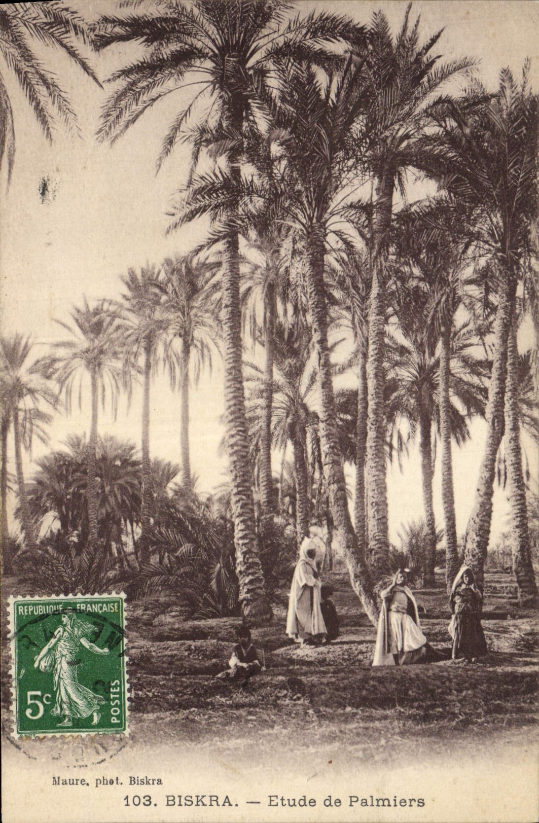 Vintage Postcard Biskra Study of Palm trees Palm tree