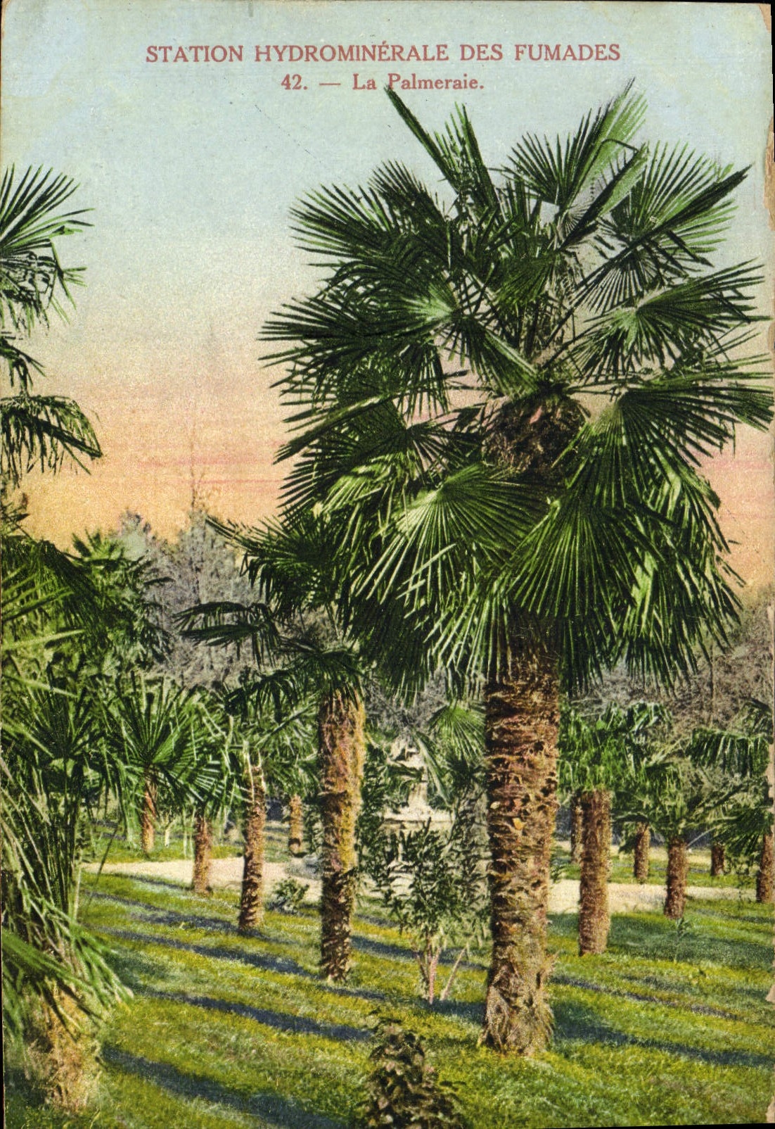 Vintage Postcard Palm trees Palm tree mineral-water Station of the Manurings palm plantation