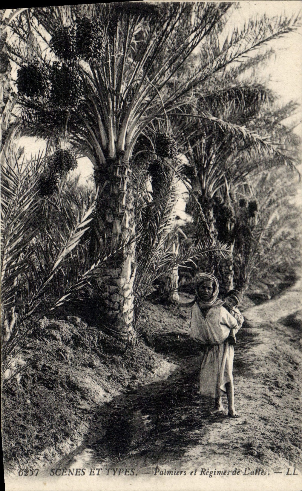 Vintage Postcard Palm trees and date Palm tree Modes