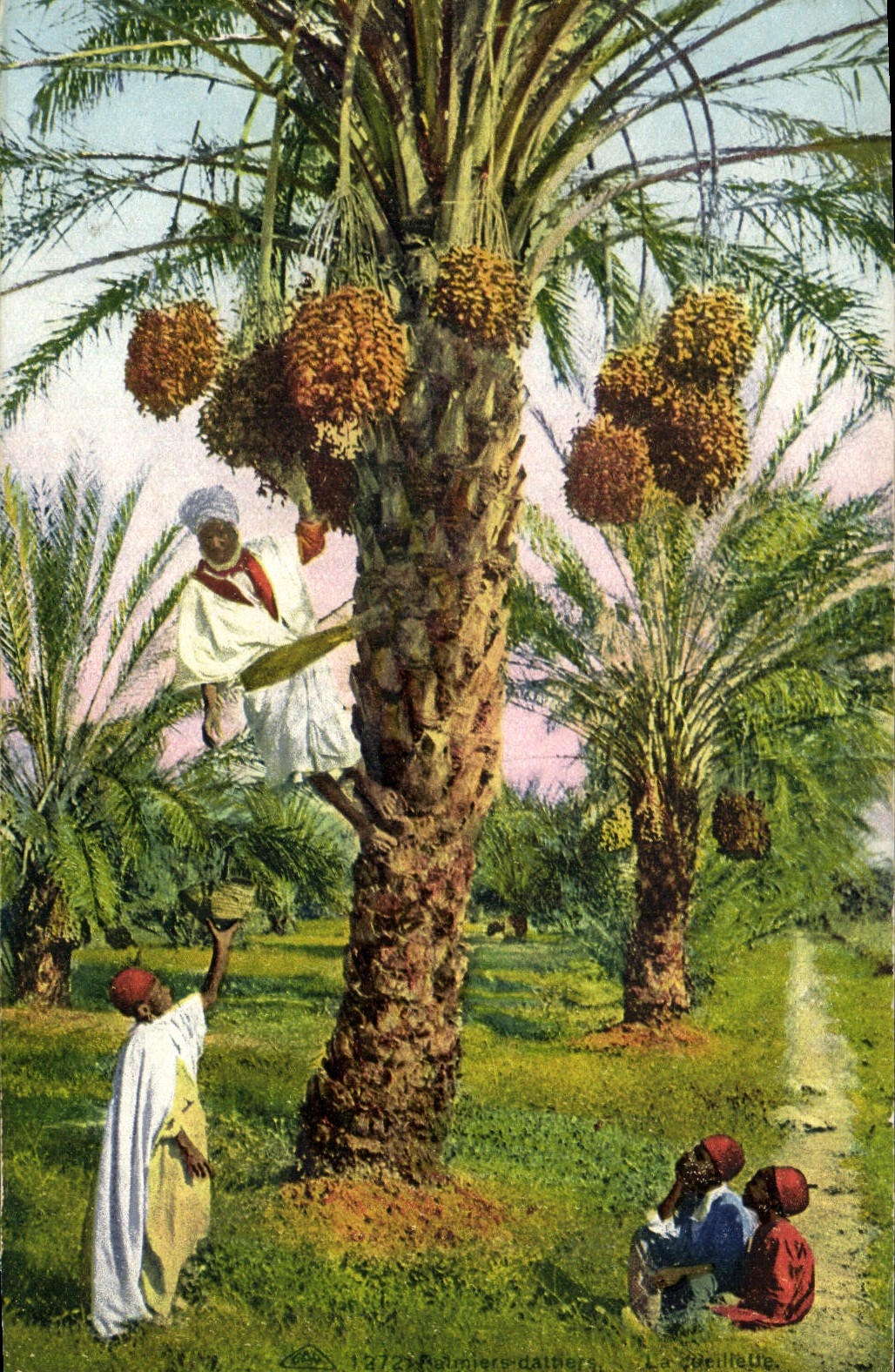 Vintage Postcard Palm trees - date palms the gathering Palm tree