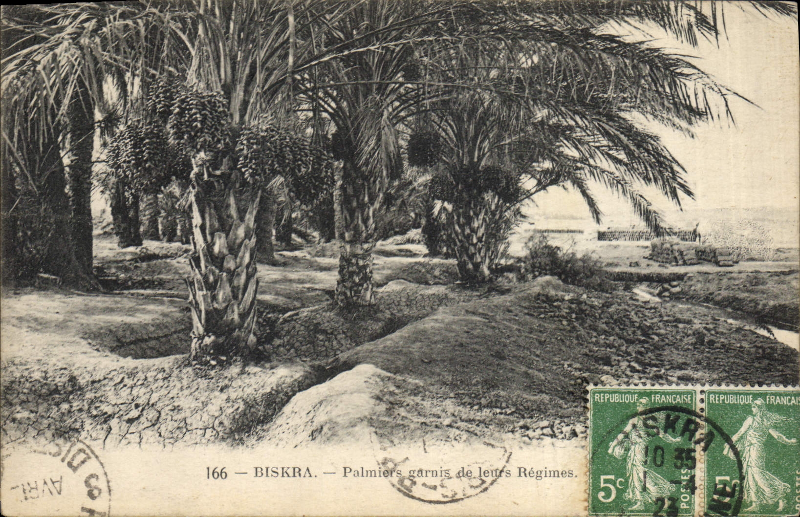 Vintage Postcard Palm trees Palm tree Biskra Palm trees furnished with their modes