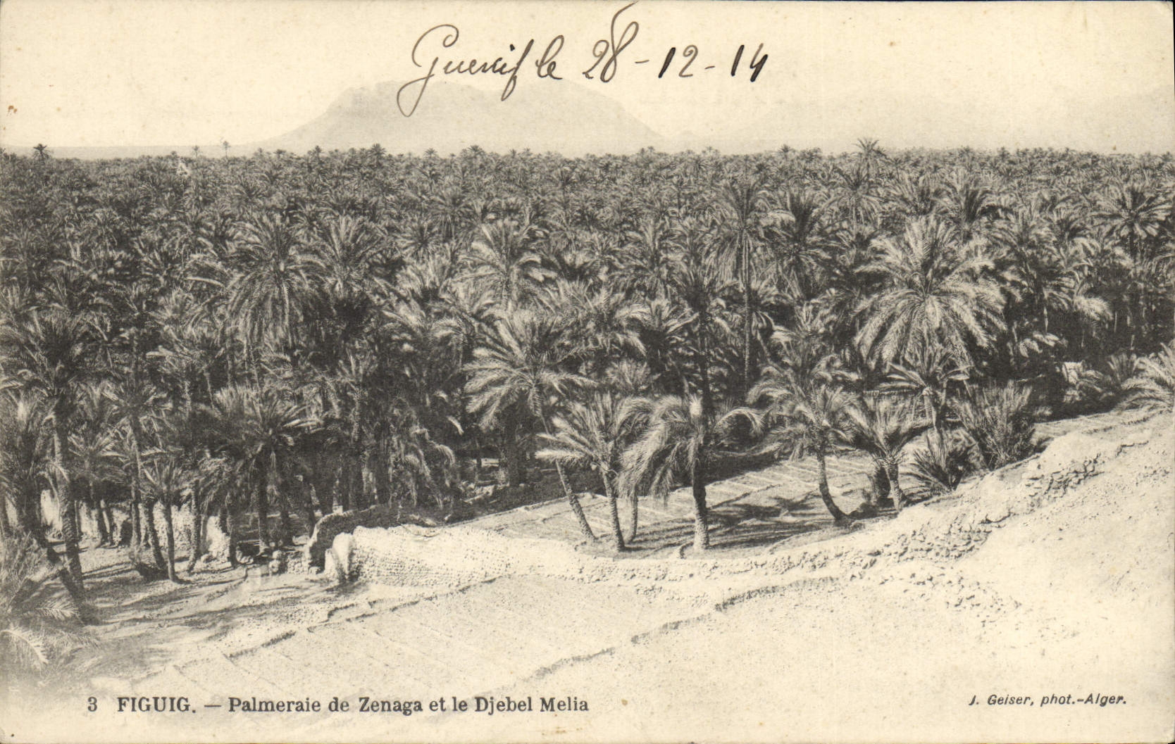 Vintage Postcard Palm trees Palm tree Figuig Palm plantation of Zenaga and Djebel Melia