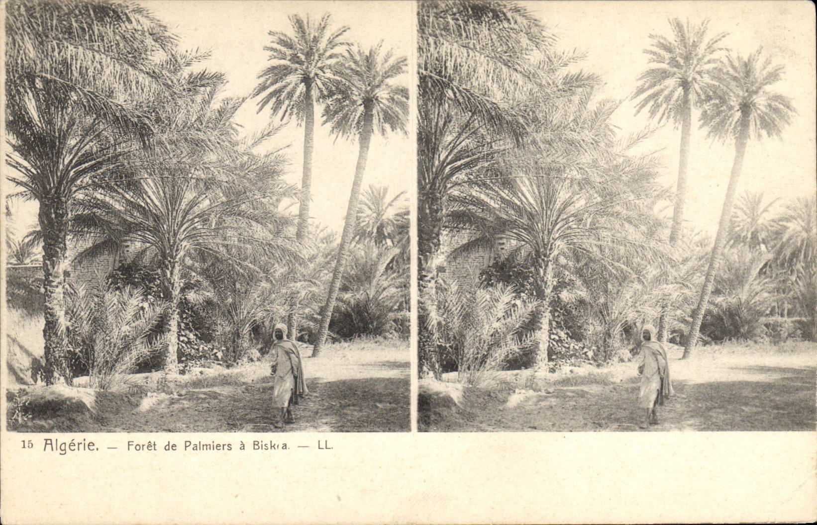 Vintage Postcard Palmiers Palm tree Algeria Drill of palm trees has Biskra