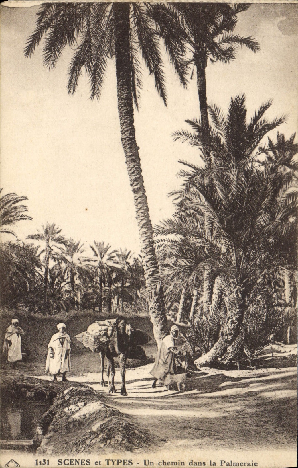 Vintage Postcard Palm trees Palm tree a way in the palm plantation