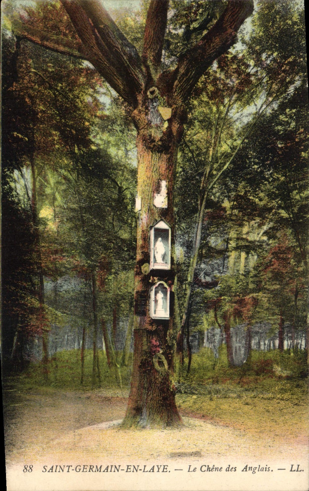 Vintage Postcard German Holy Tree in Bush hammer the oak of the English
