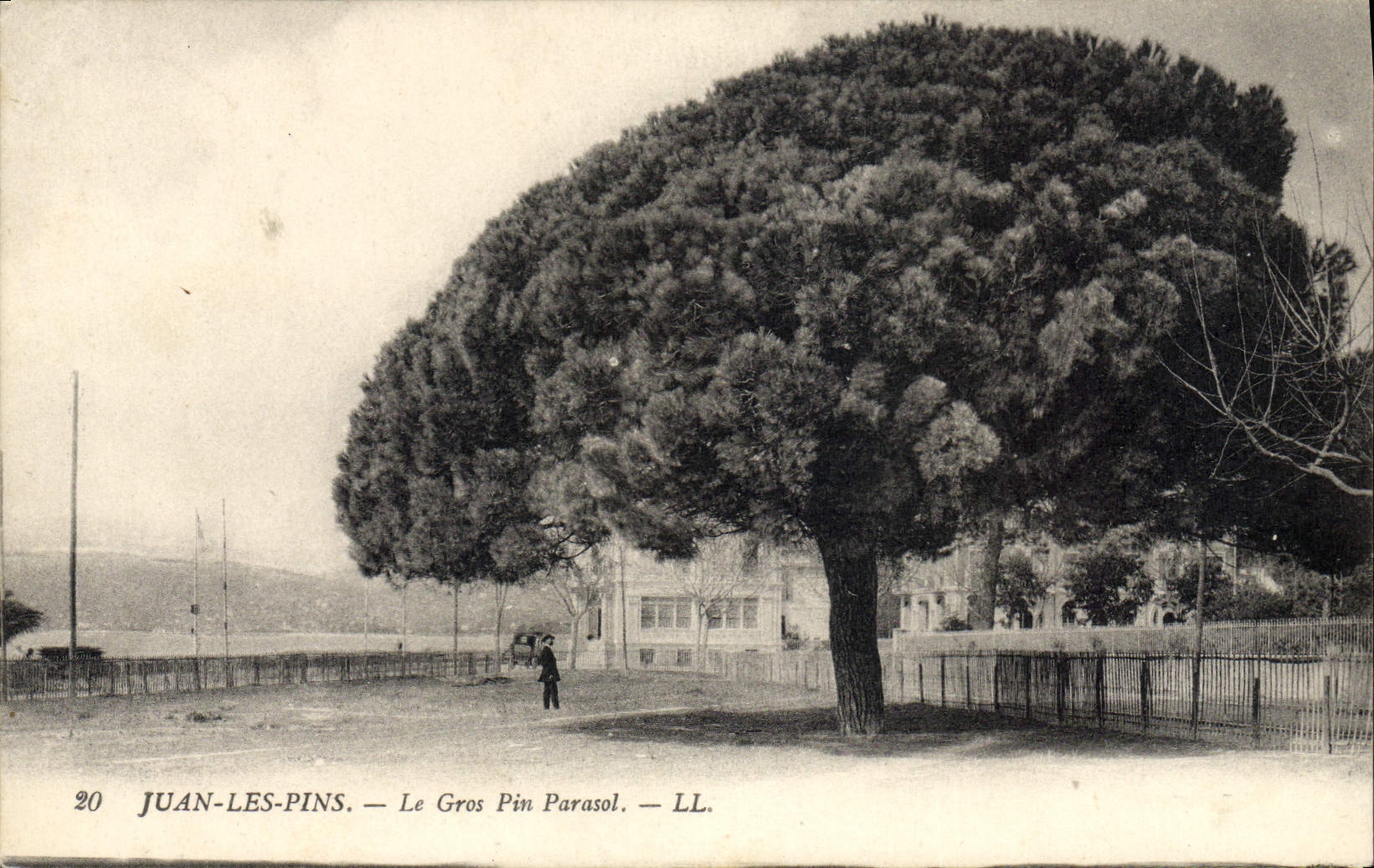 Vintage Postcard Tree Juan Pines the large umbrella pine
