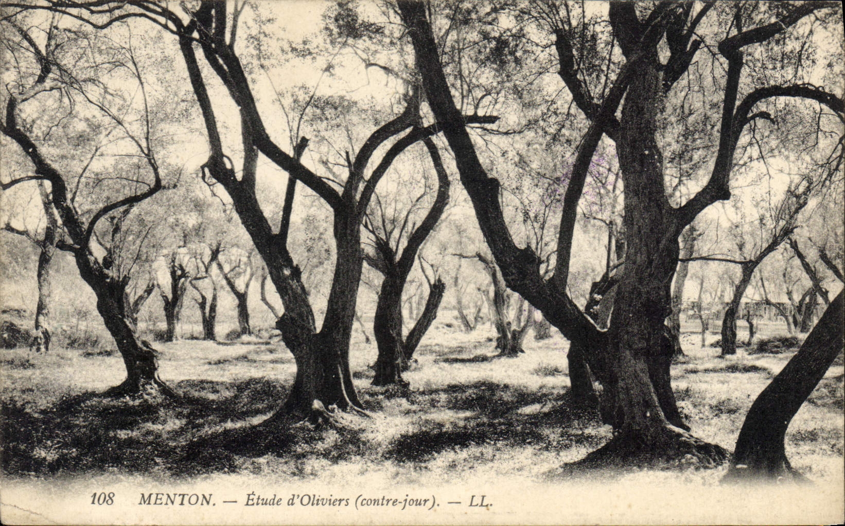 Vintage Postcard Tree Chin Study of olive-trees Against day