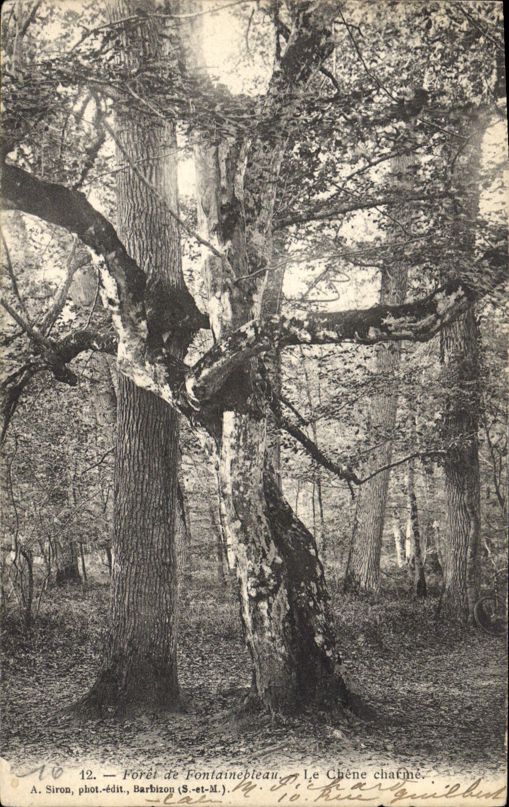 Vintage Postcard Tree Drill of Fontainebleau the oak charne