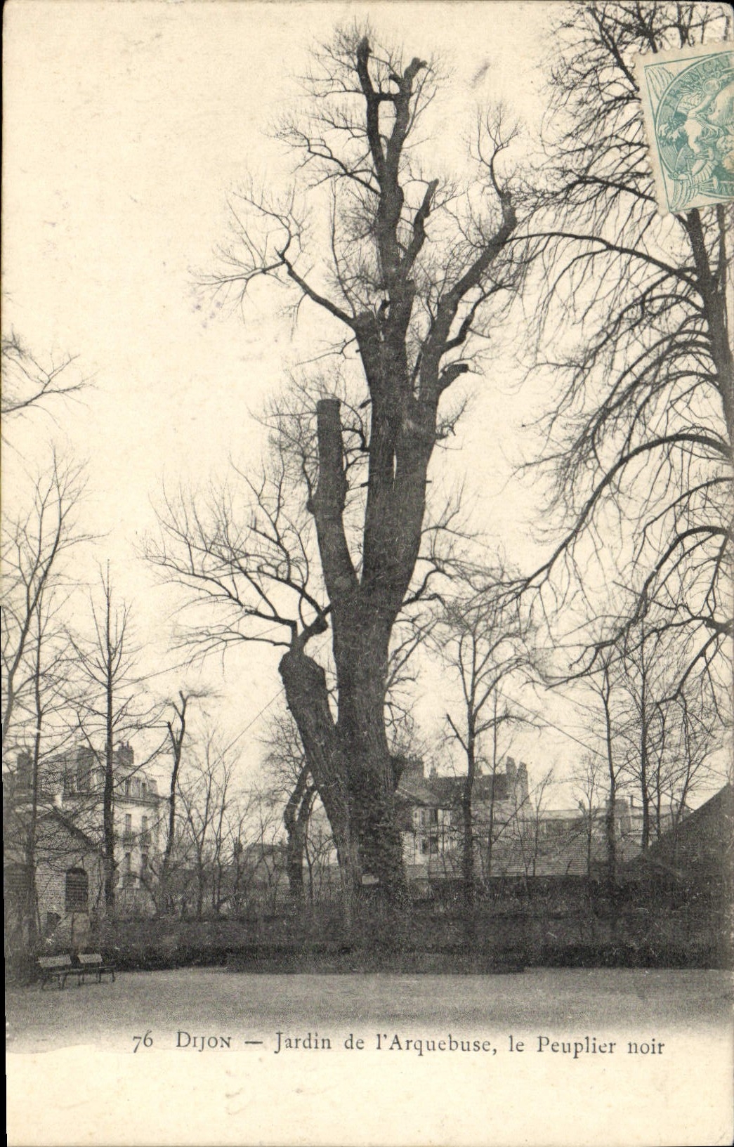Vintage Postcard Tree Dijon Garden of the Arquebus the black Poplar