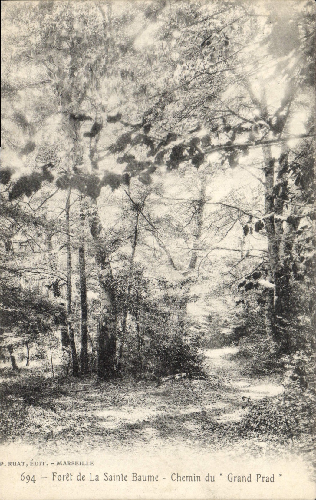 Vintage Postcard Tree Drill of Holy the Balsam Way of Large Prad