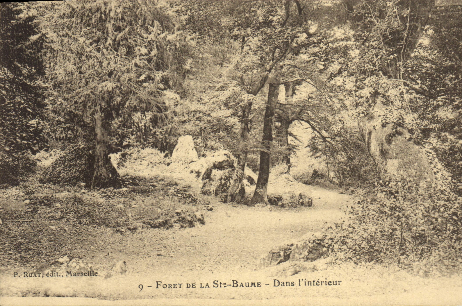 Vintage Postcard Tree Drill of Holy the Balsam In the interior