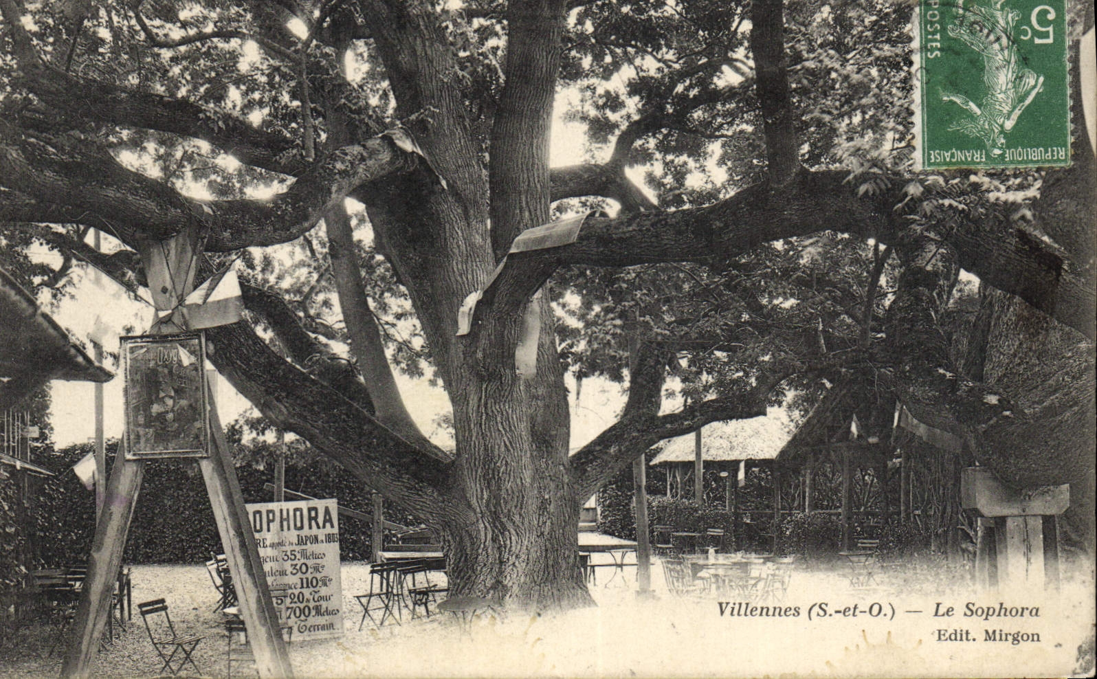 Vintage Postcard Villennes Tree Sophora