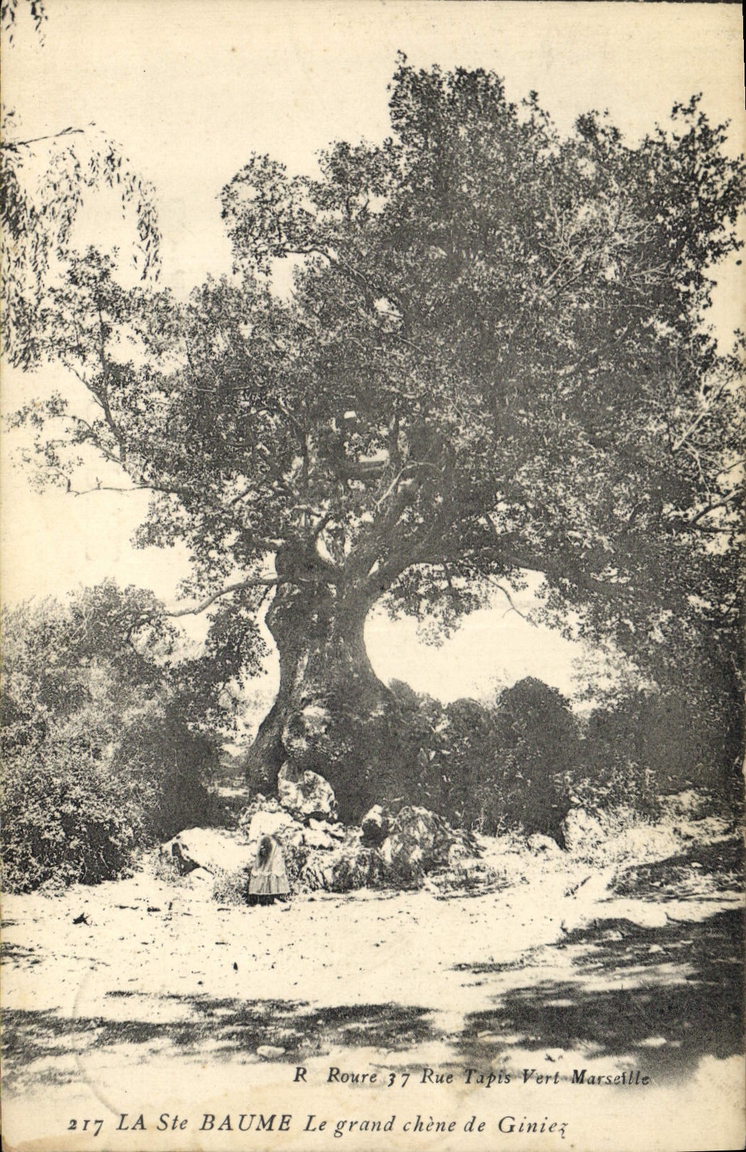 Vintage Postcard Tree Holy the Balsam the large oak of Giniez