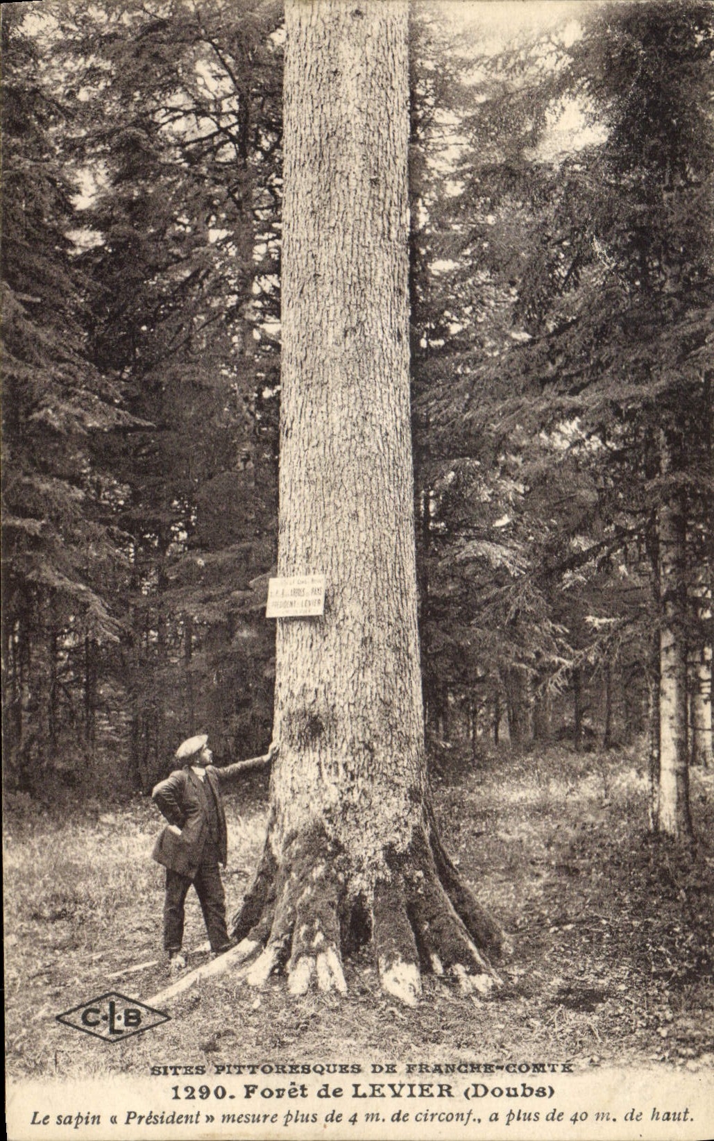 Vintage Postcard Tree Drill of Doubs Lever the fir tree President