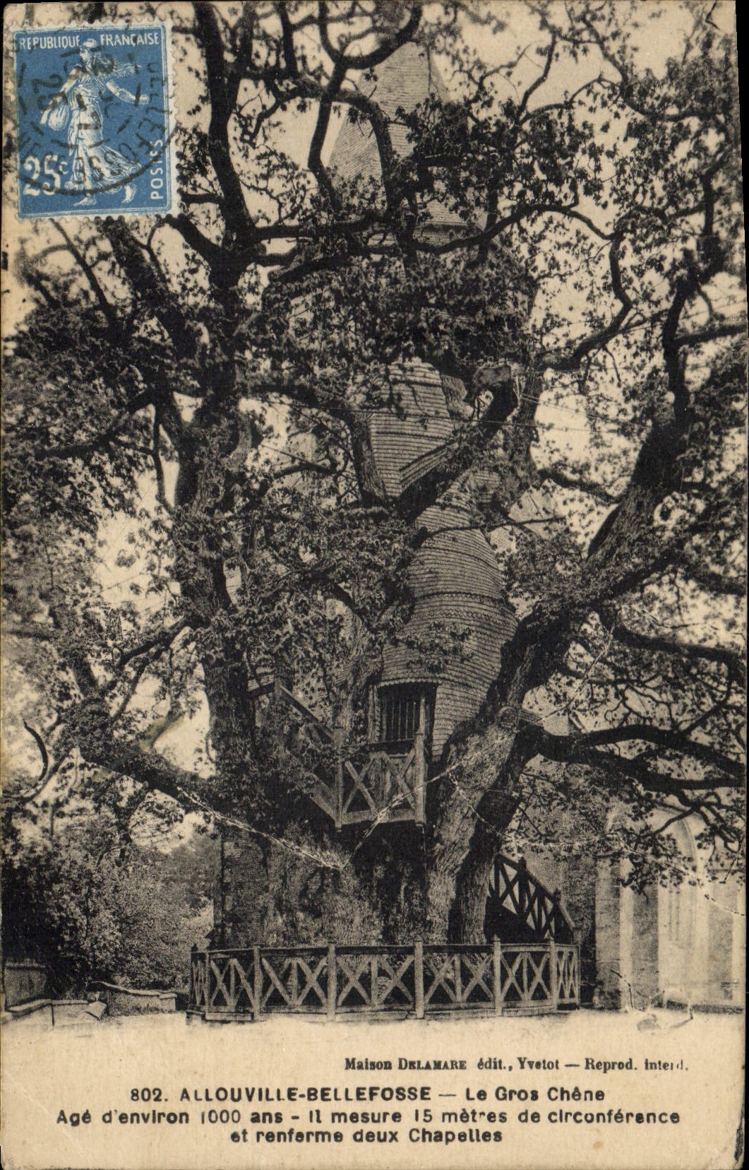 Vintage Postcard Tree Allouville Bellefosse the large oak