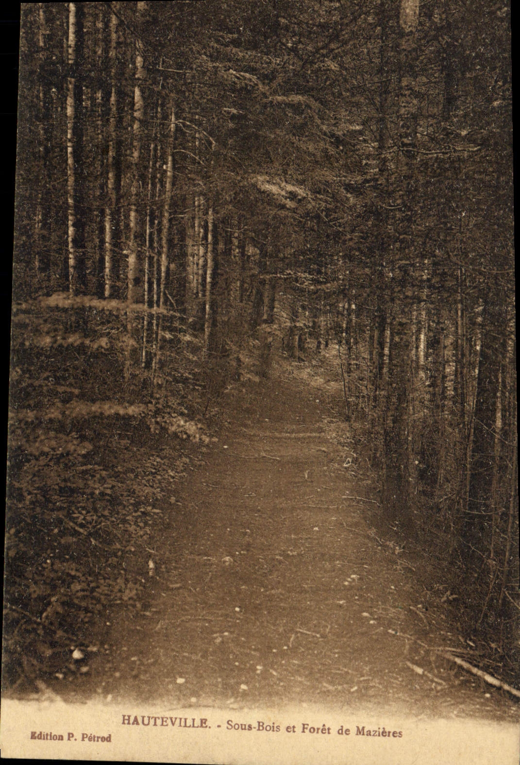 Vintage Postcard Hauteville Tree Under wood and drill of Mazieres