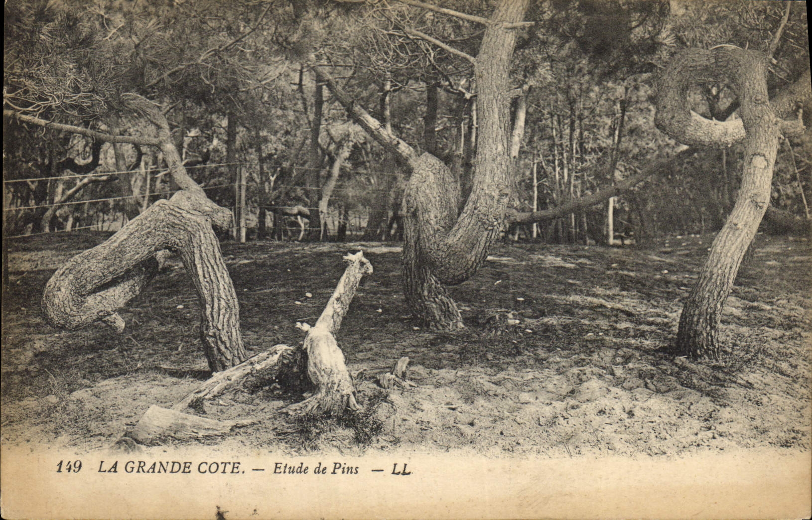 Vintage Postcard Tree the Great Dimension Study of pines