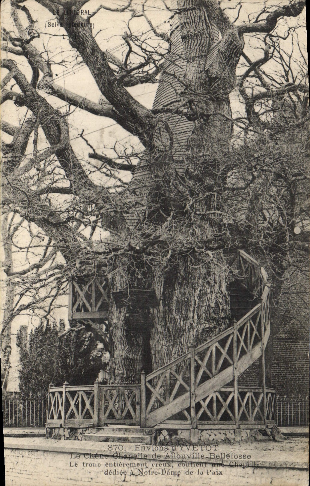 Vintage Postcard Tree Surroundings of Yvetot the oak vault of Allouville Bellefosse