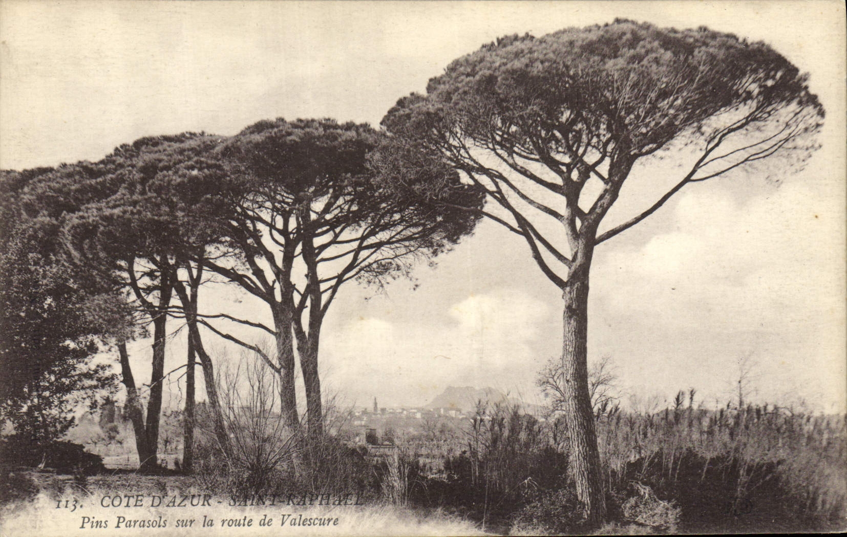 Vintage Postcard Holy Tree Raphael Umbrella pines on the road of Valescure