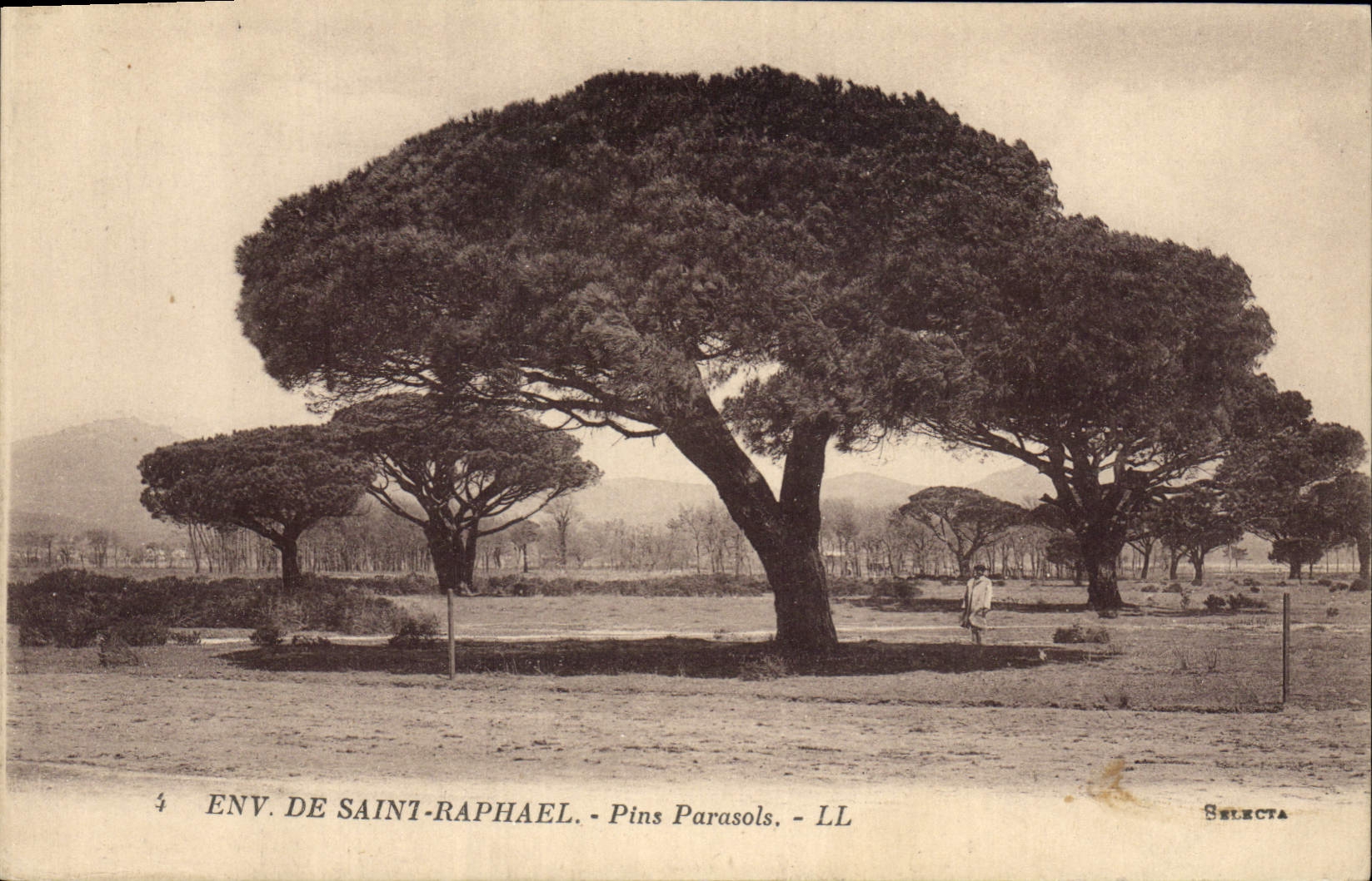 Vintage Postcard Tree Surroundings of Saint Raphael Umbrella pines