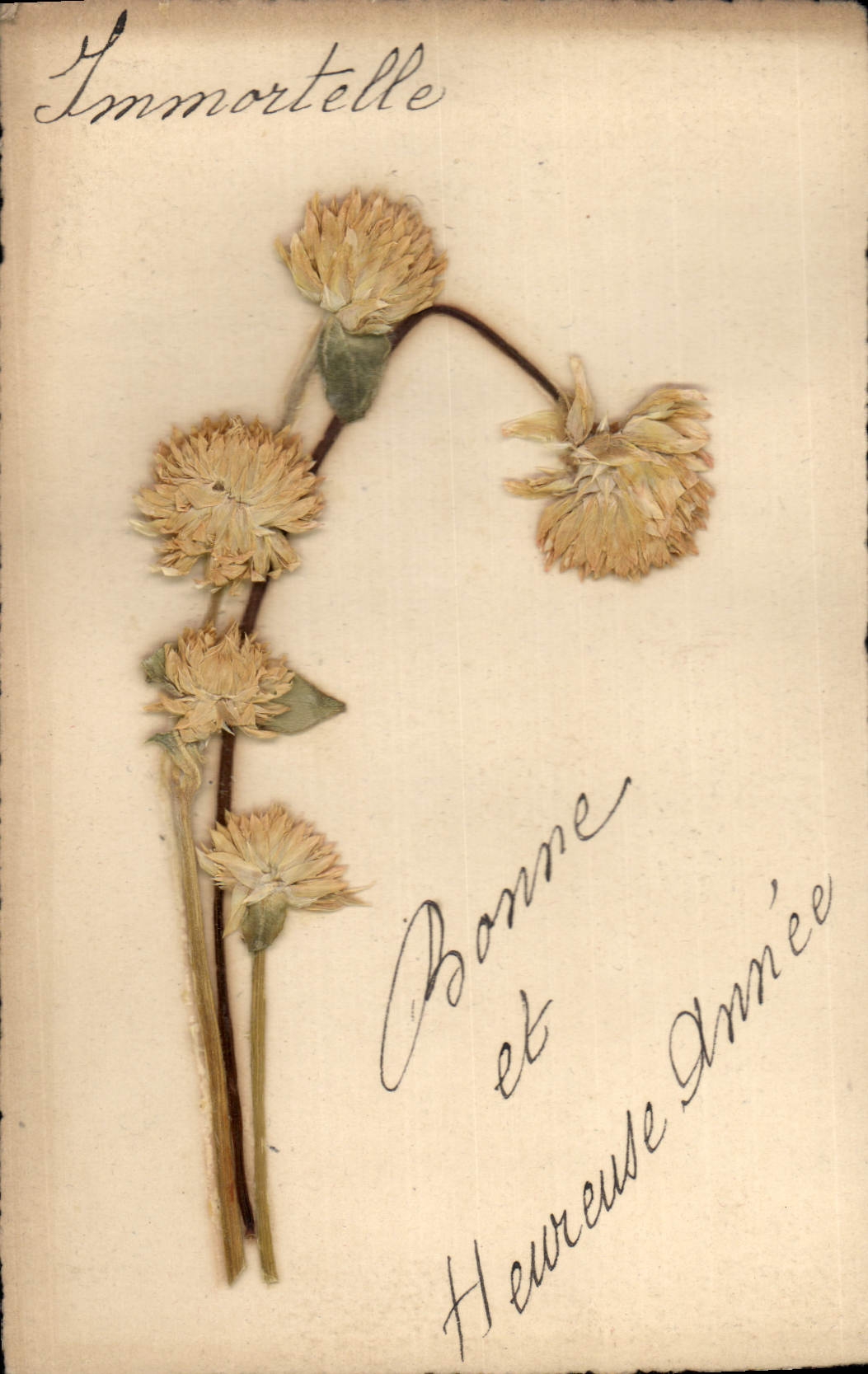 Vintage Postcard Brodee Fantasy Flowers sechees