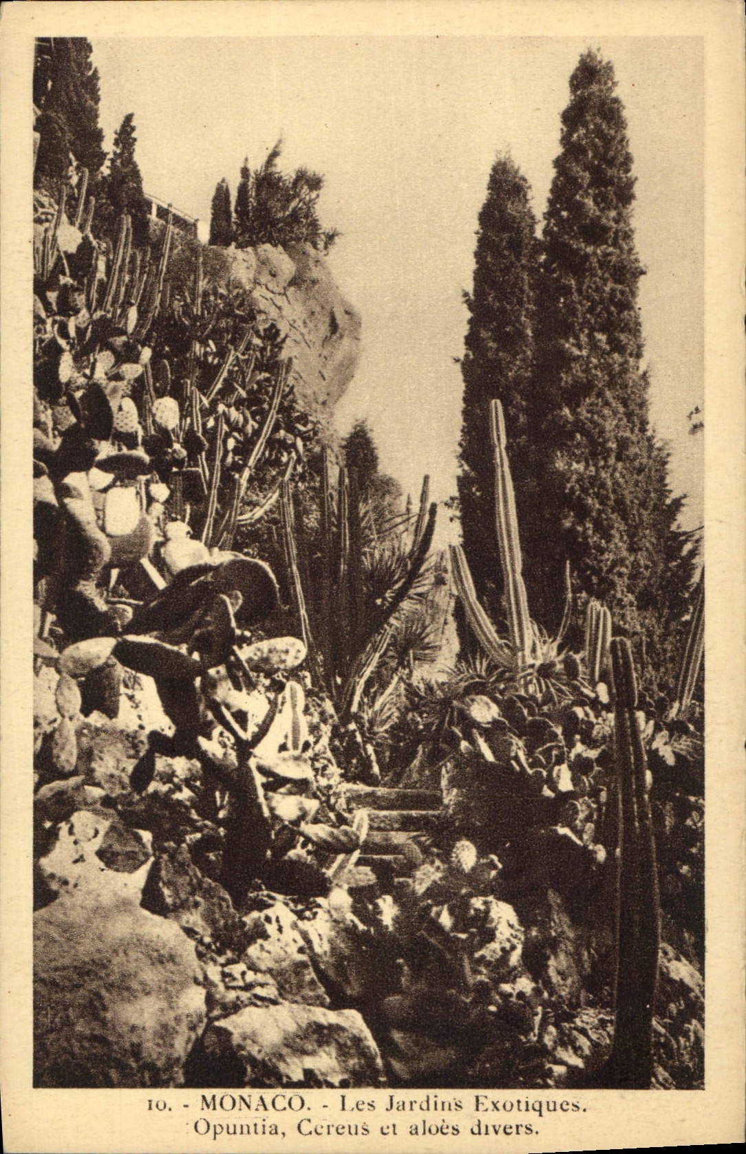 Various Vintage Postcards Monaco exotic Gardens Opuntia Cereus and aloes