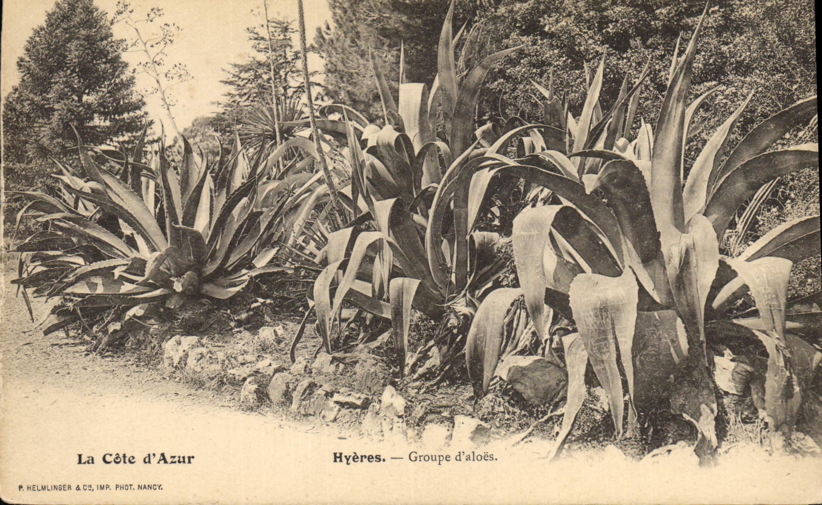 Vintage Postcard Hyeres Groups aloe