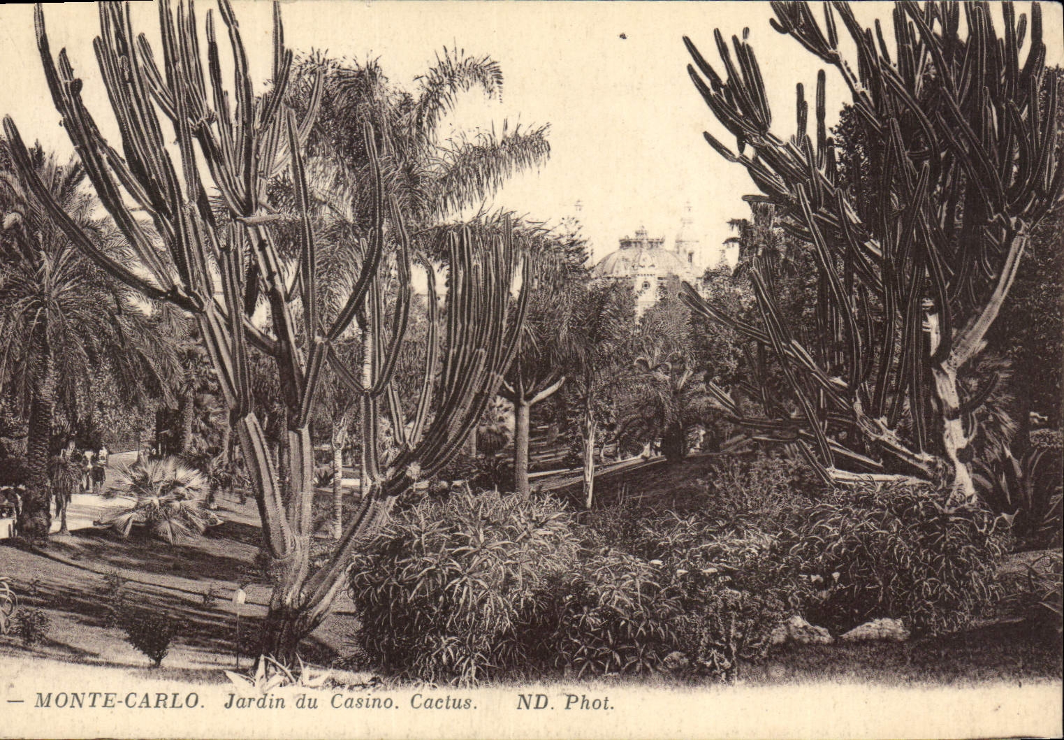 Vintage Postcard Monte Carlo Garden of the casino Cactus