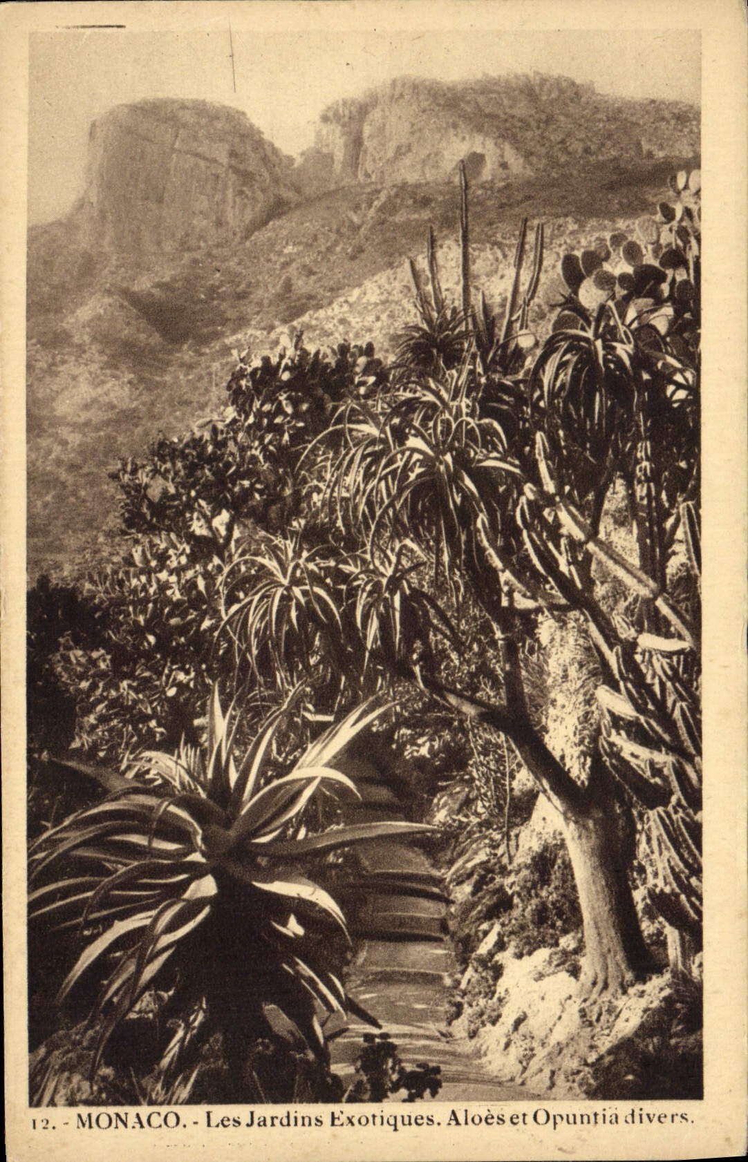 Vintage Postcard Monaco exotic gardens various Aloes and opuntia