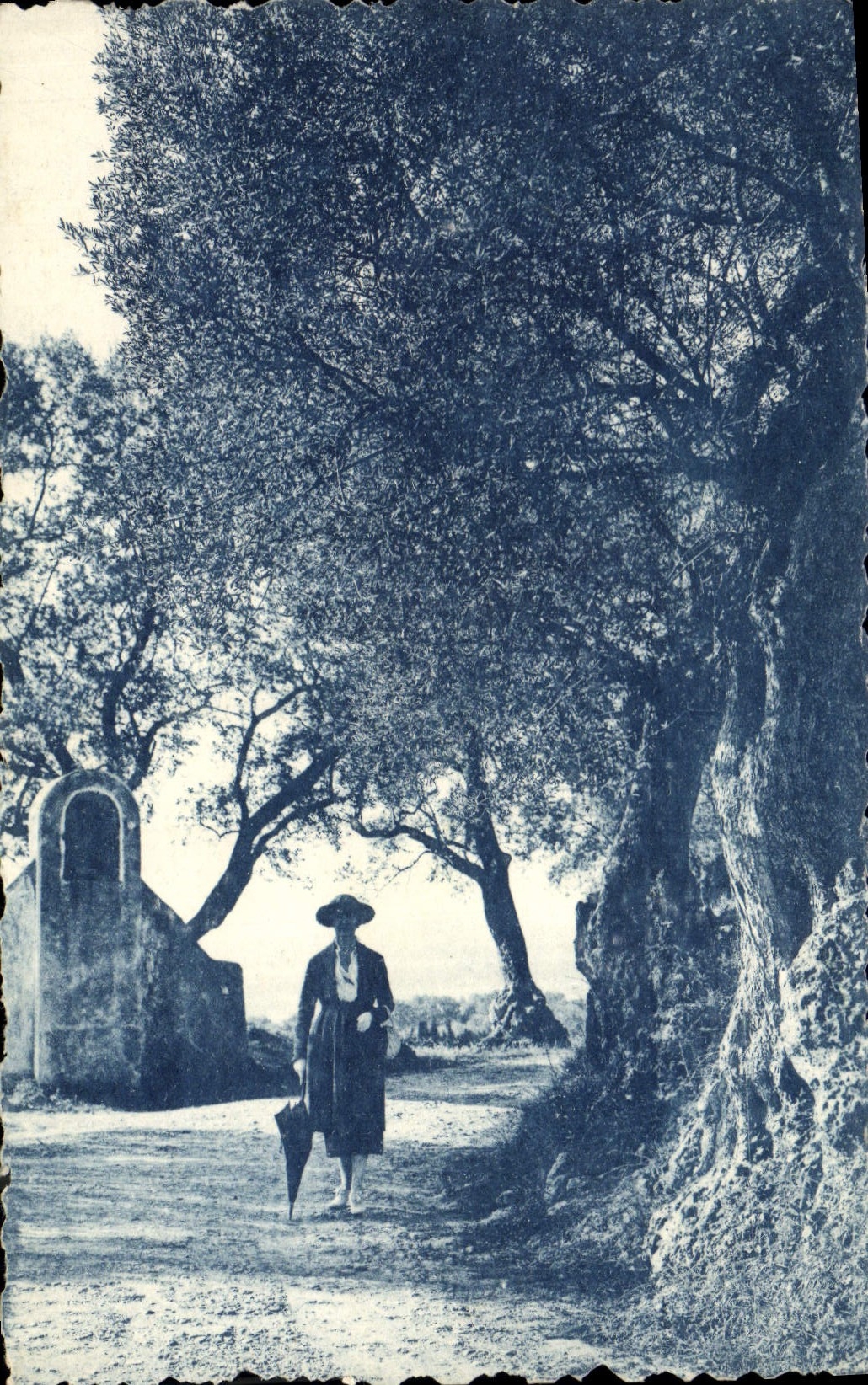 Vintage Postcard Tree the Dimension of Azure Olive-trees