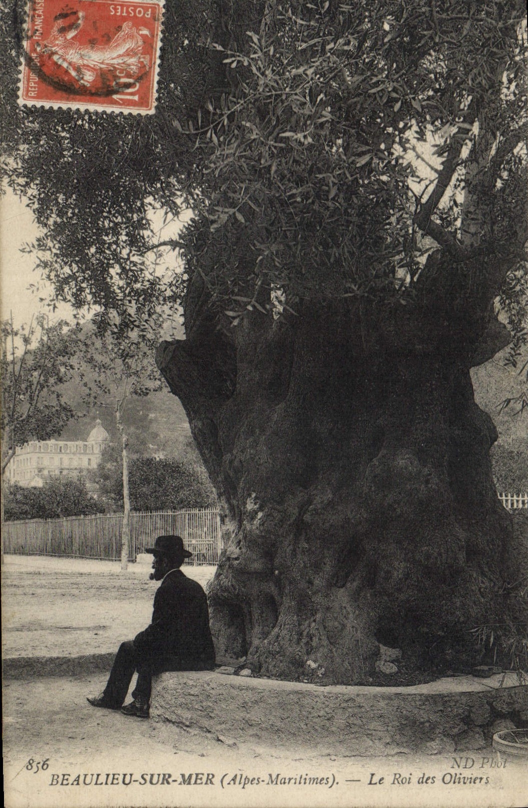 Vintage Postcard Beaulieu Tree on Sea the king of the olive-trees