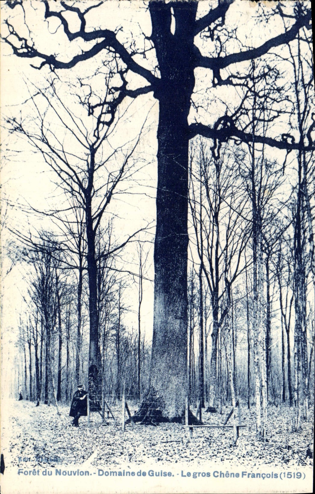 Vintage Postcard Tree Drill of Nouvion Domain de Guise the large oak François