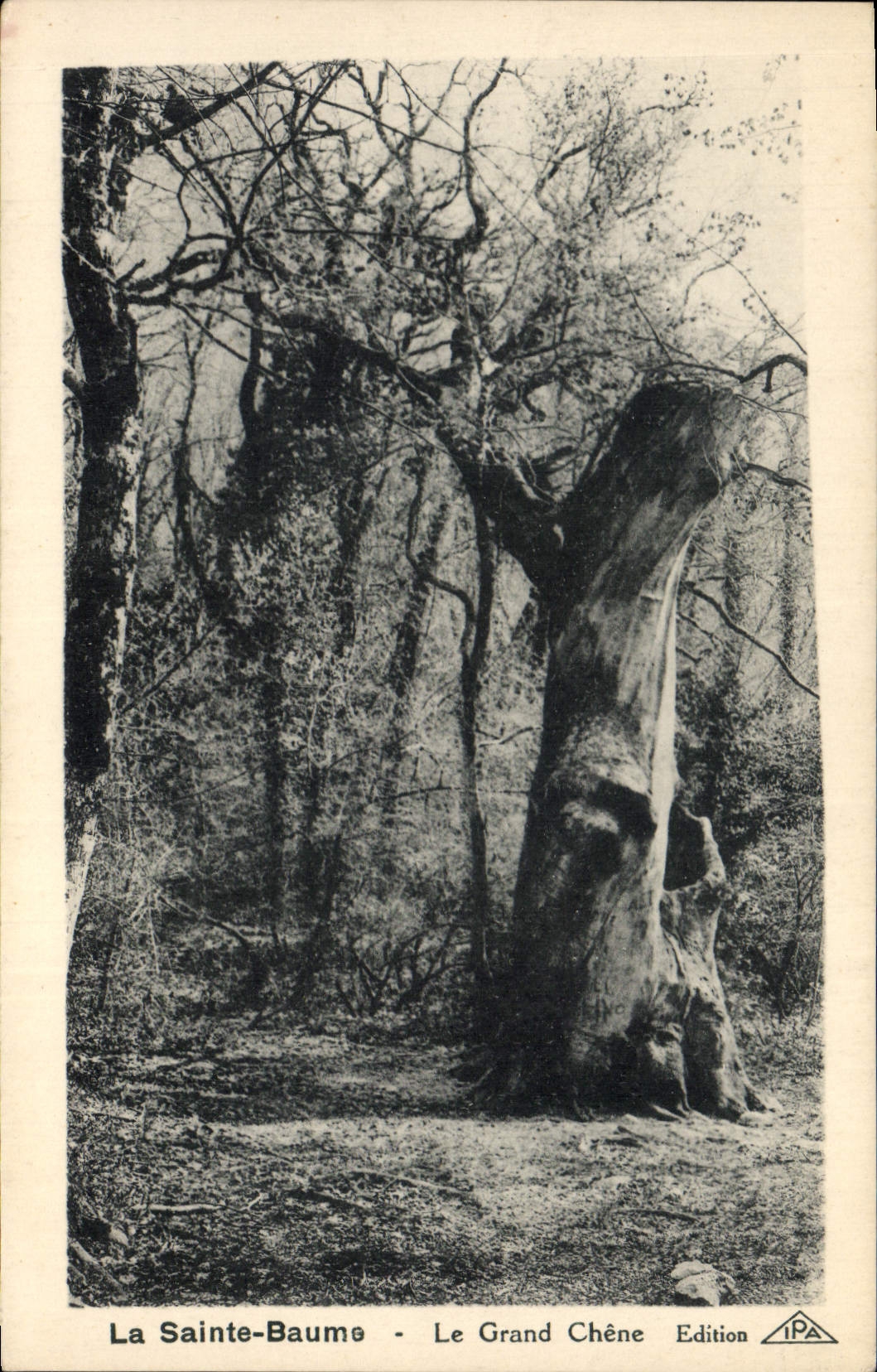 Vintage Postcard Tree the Holy Balsam the large oak