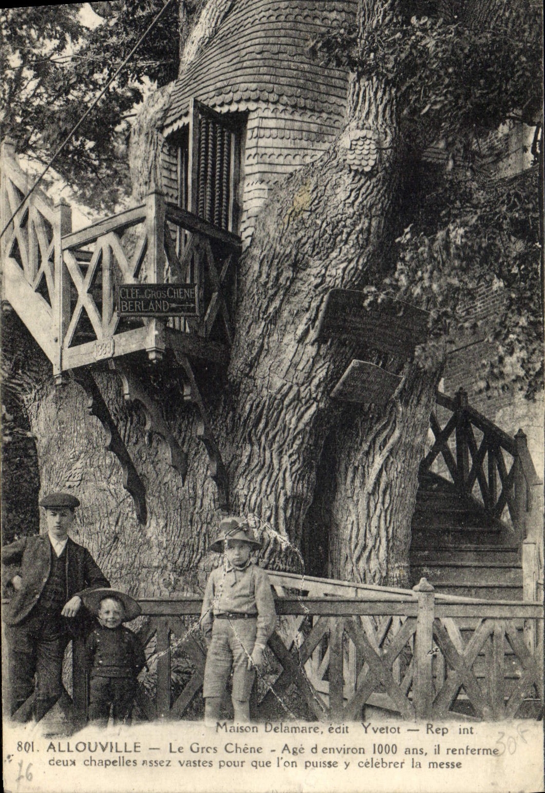 Vintage Postcard Allouville Tree the large oak