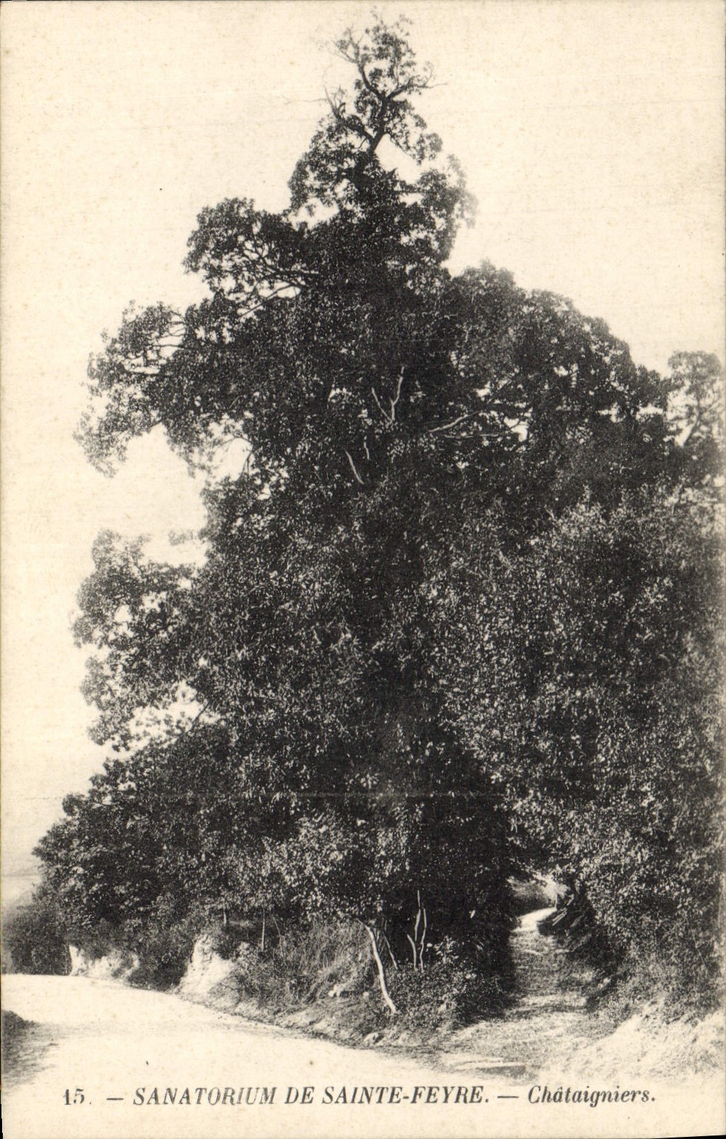 Vintage Postcard Tree Sanatorium of Holy Feyre Chestnuts