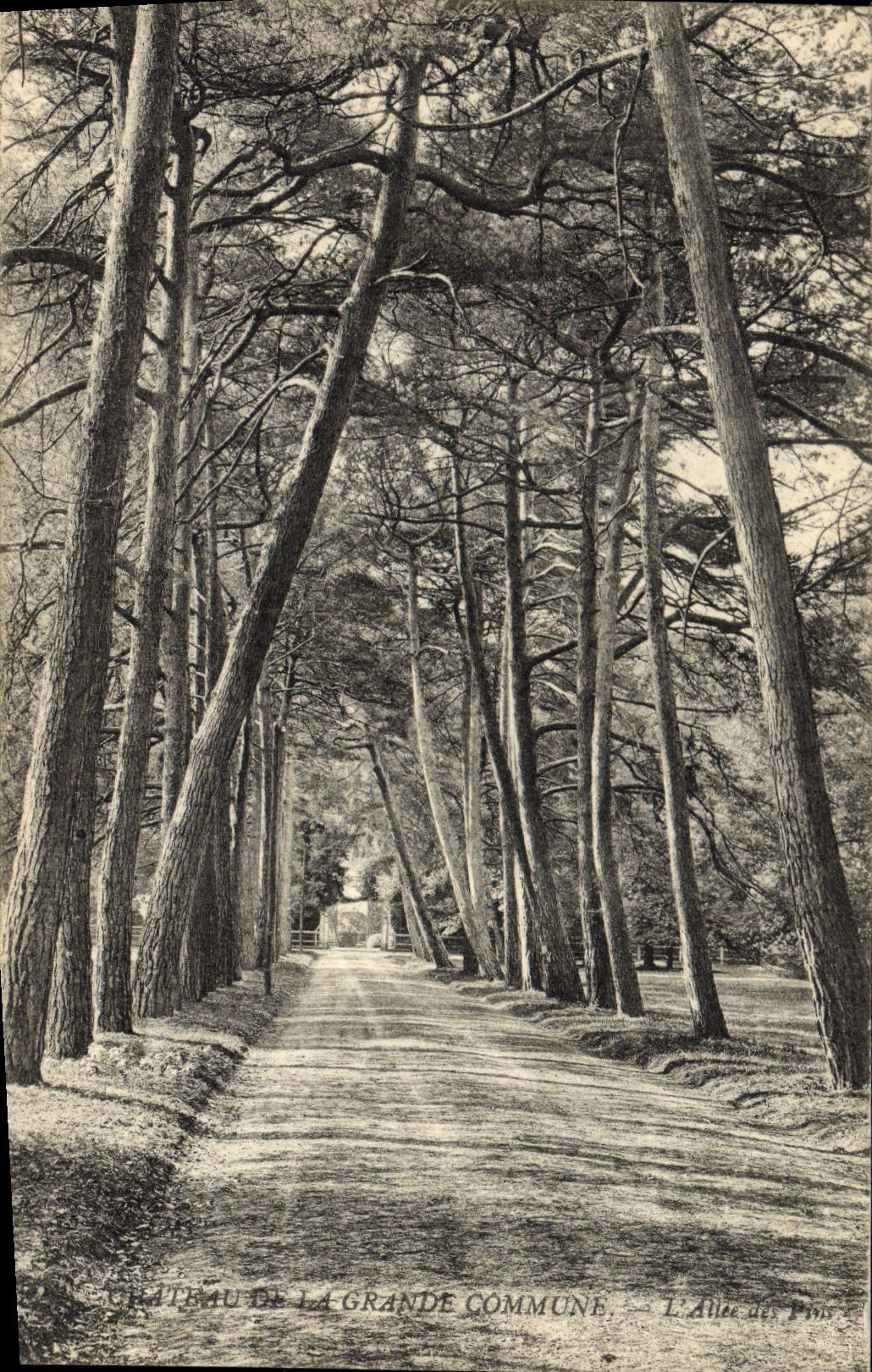 Vintage Postcard Tree Castle of the Large Commune the alley of the pines