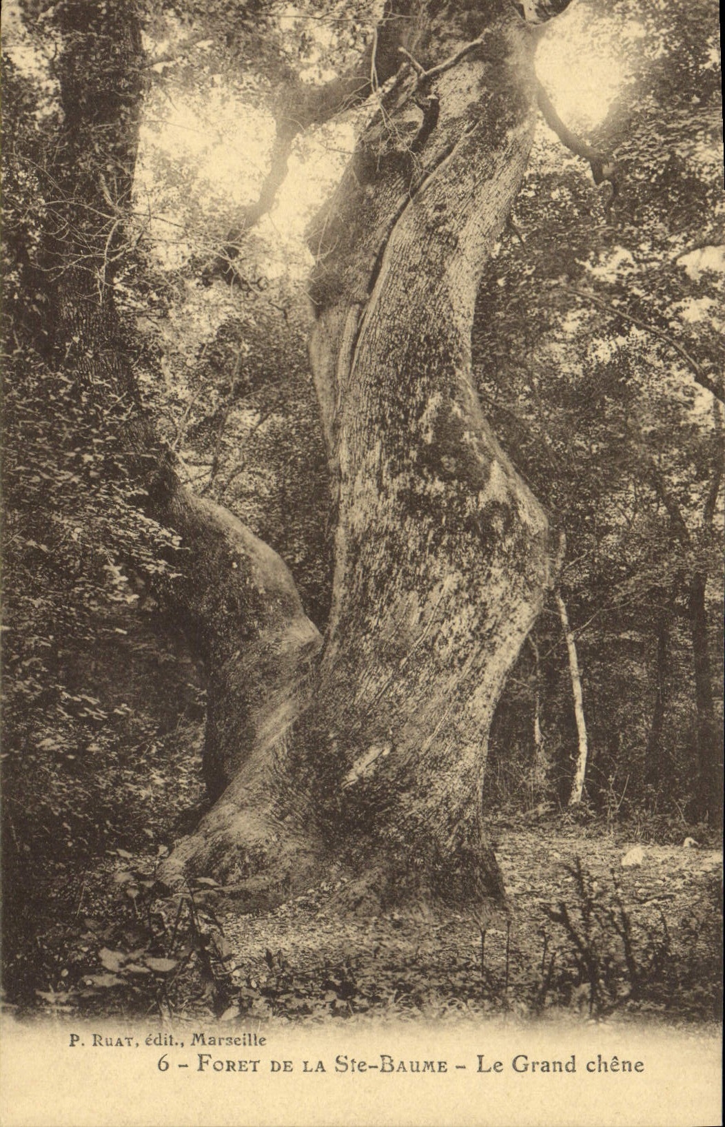 Vintage Postcard Tree Drill of the co. Balsam the large oak