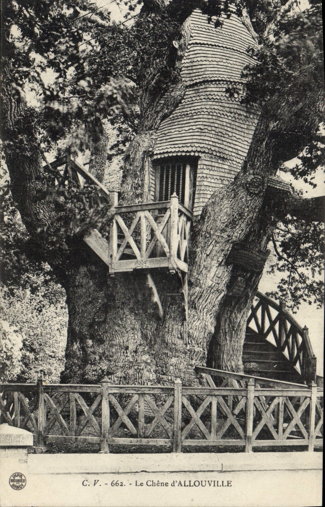 Vintage Postcard Tree the oak of Allouville