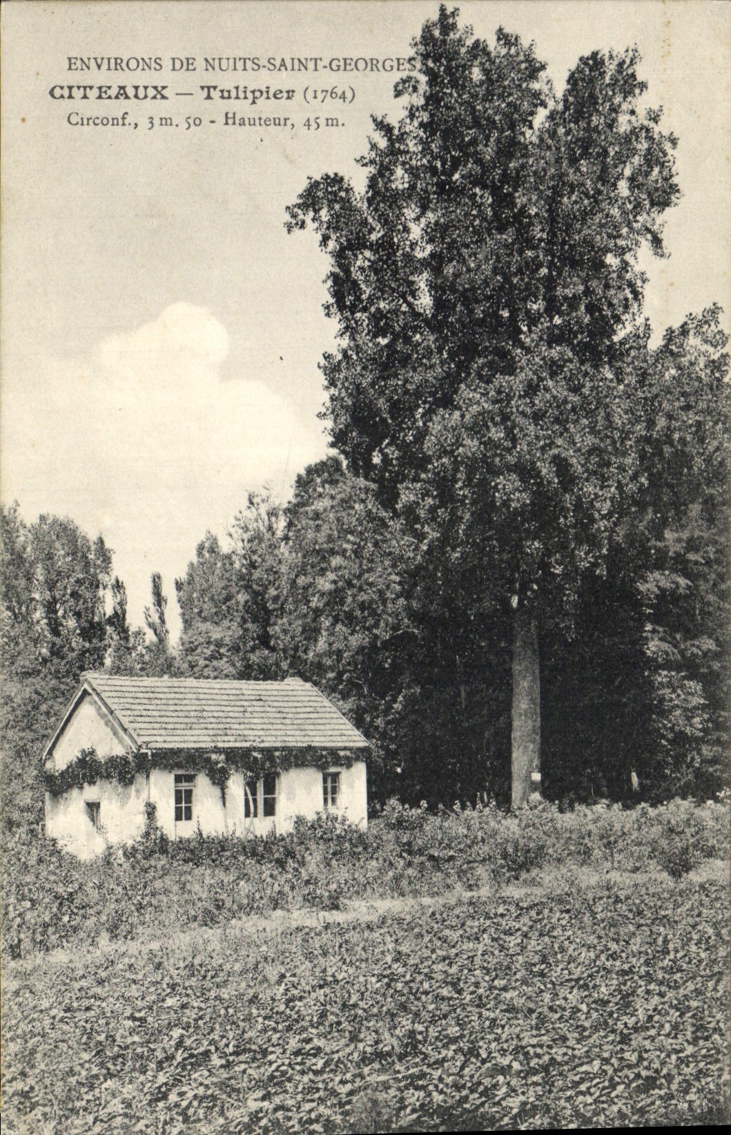 Vintage Postcard Tree Citeaux Tulipier Surroundings of Nuits-Saint-Georges