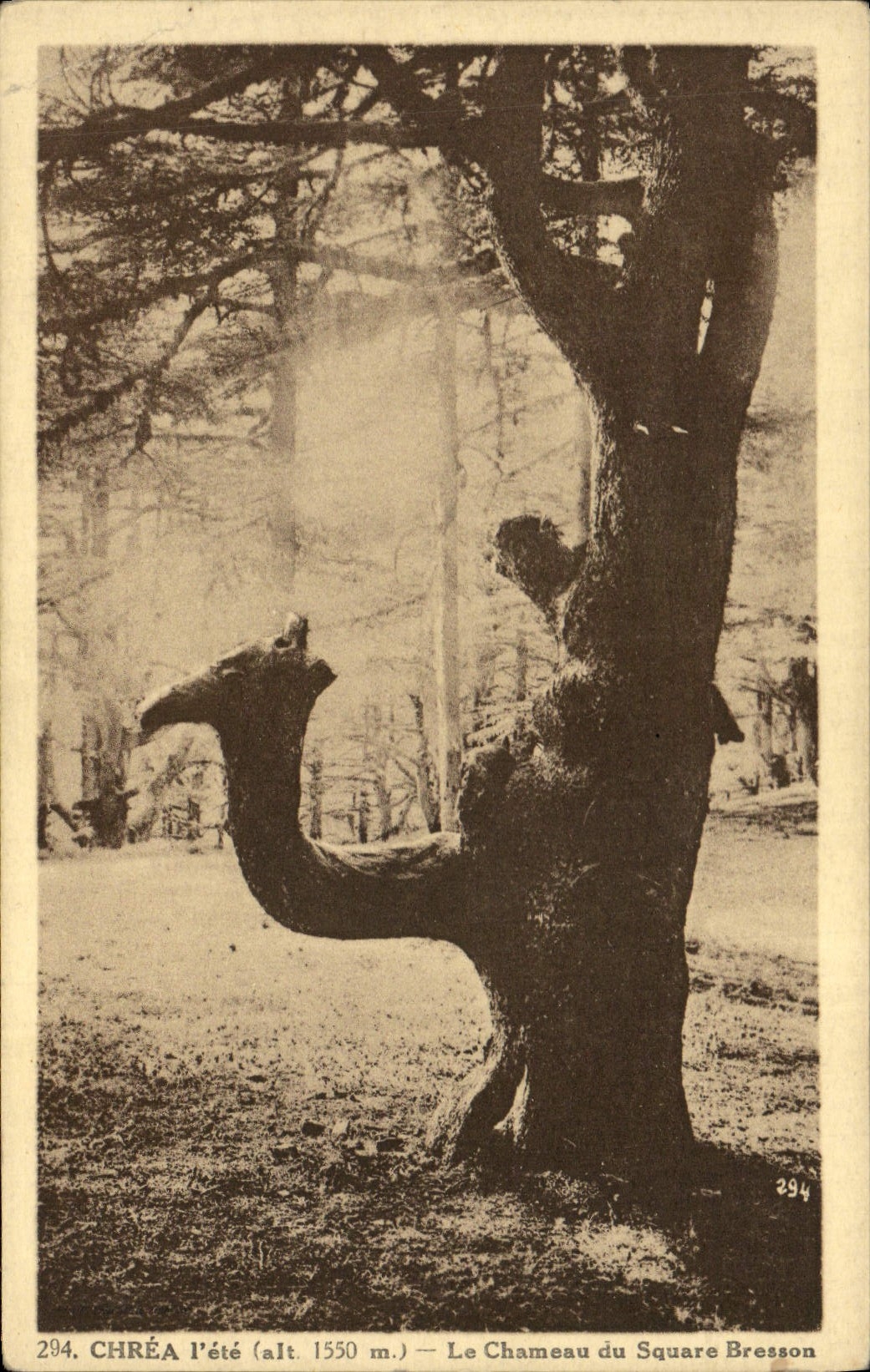 Vintage Postcard Chrea Tree the camel of the Bresson public garden