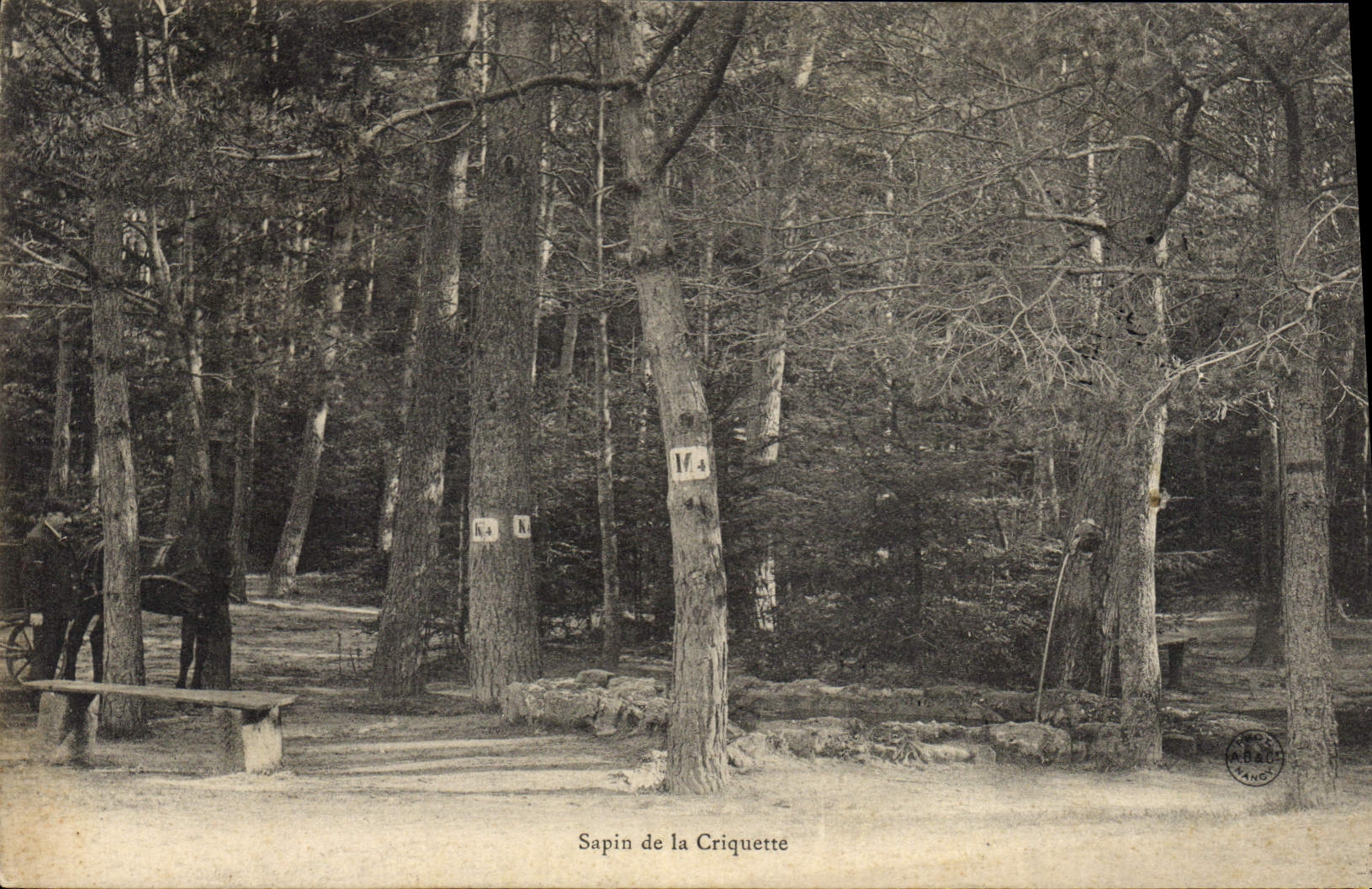 Vintage Postcard Tree Fir tree of Criquette