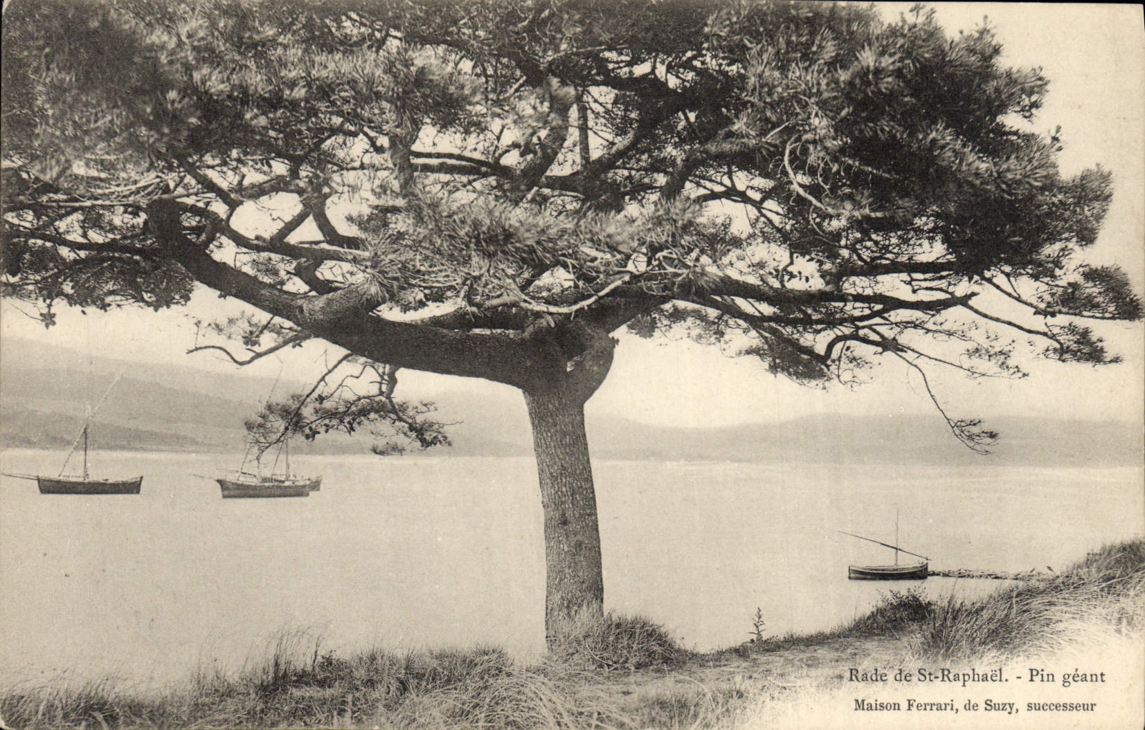 Vintage Postcard Arbre Splits St Raphael Pin giant