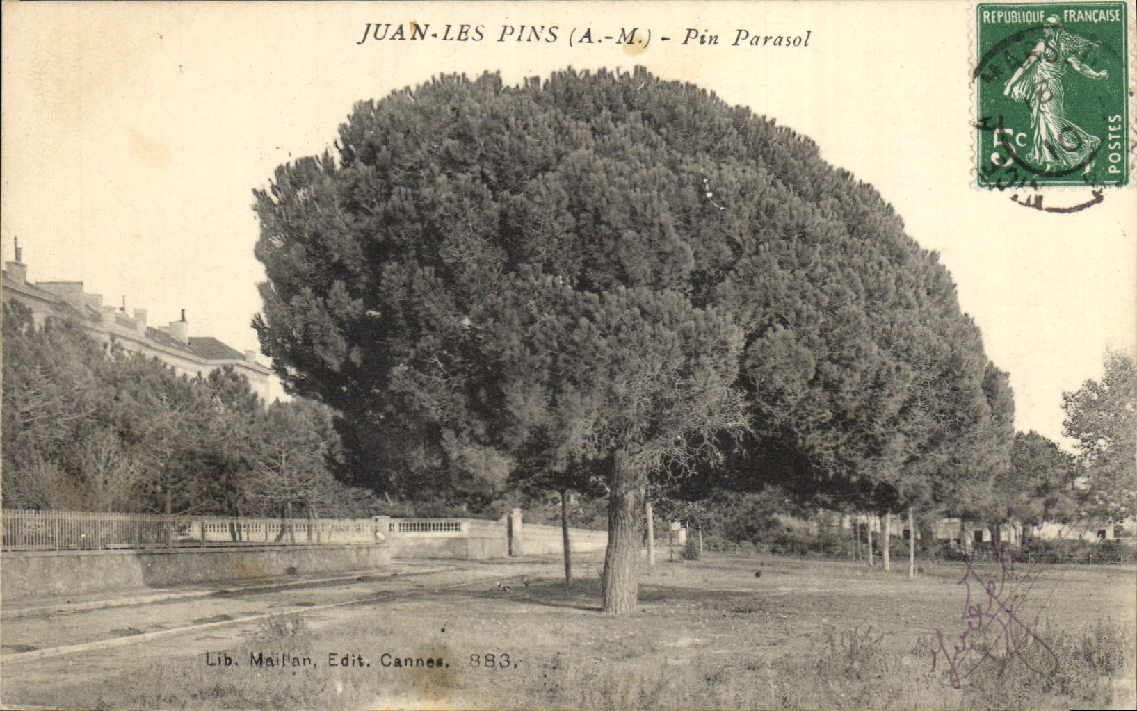 Vintage Postcard Tree Juan the pines Umbrella pine