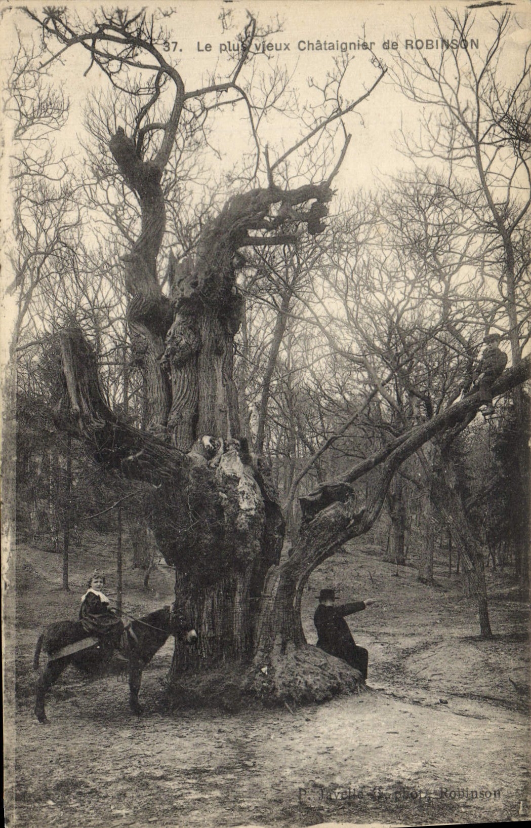 Vintage Postcard Tree the oldest chestnut of Robinson Horse Child