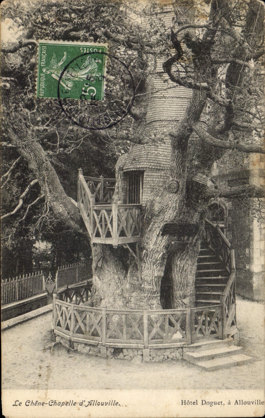 Vintage Postcard Tree the oak Vault of Allouville