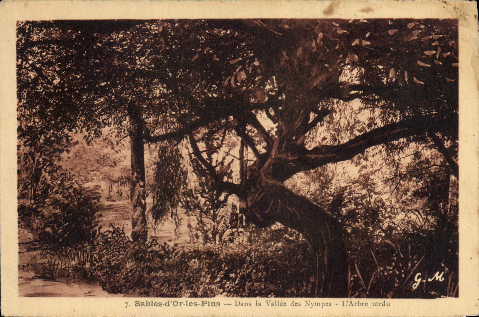 Vintage Postcard Tree Sands of Gold Pines In the valley of the Nymphs the twisted tree