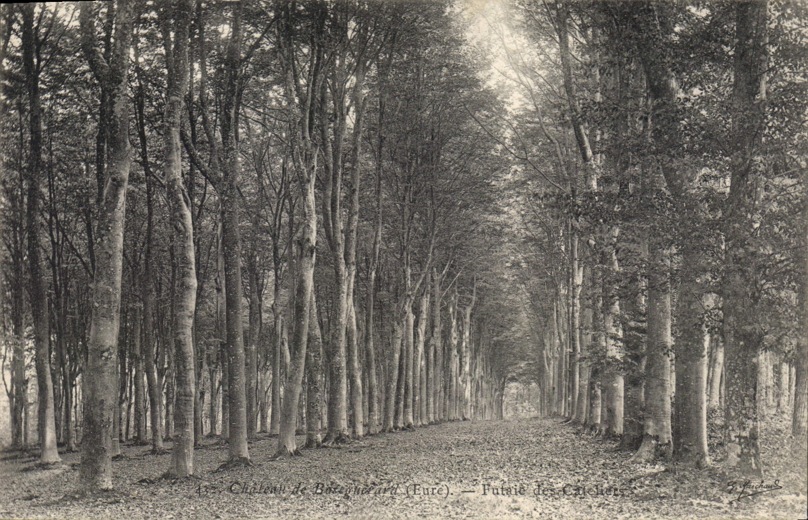 Vintage Postcard Tree Castle of Bougneard the Eure Grove