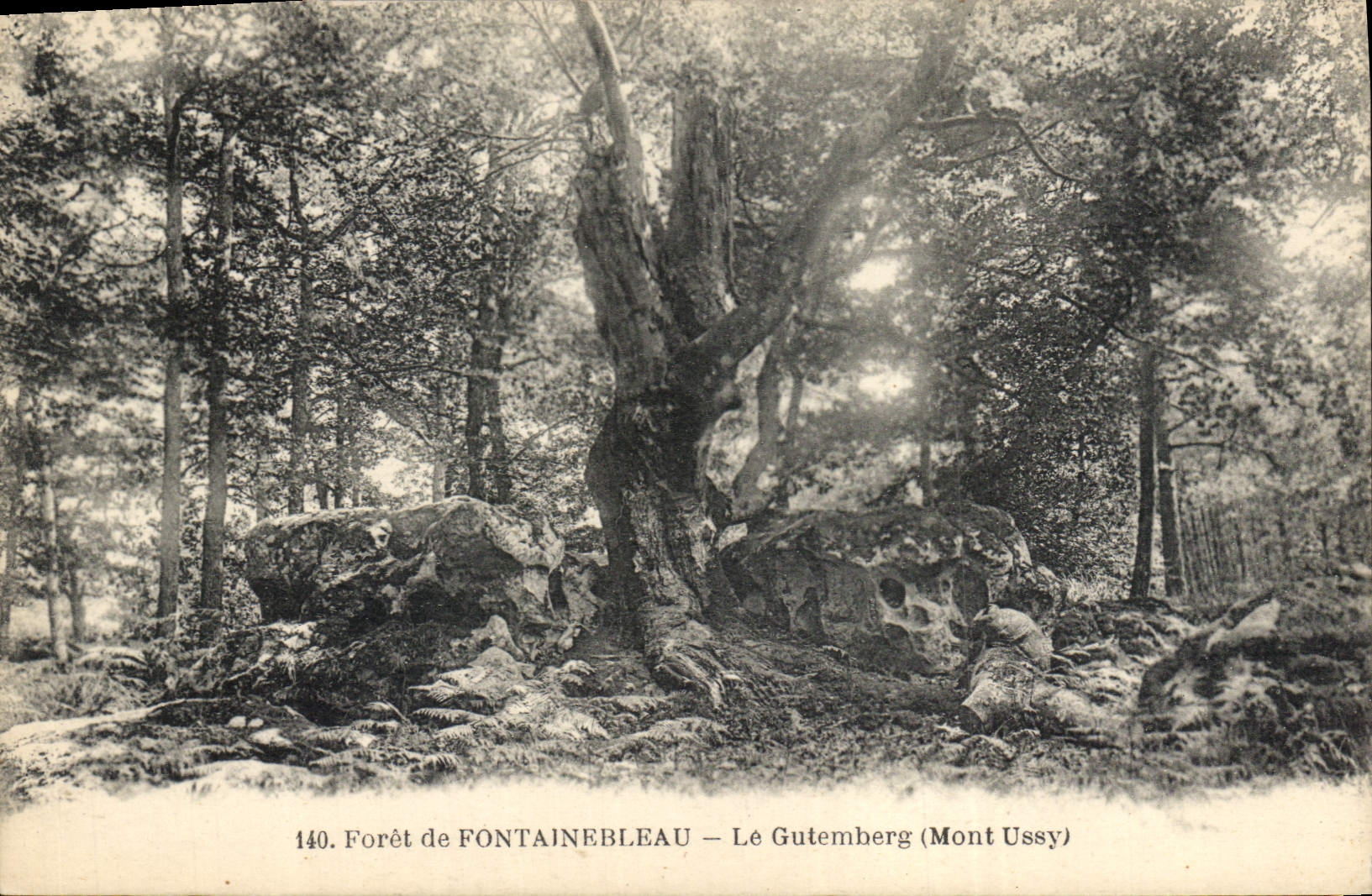 Vintage Postcard Tree Drill of Fontainebleau Gutemberg Ussy Mount