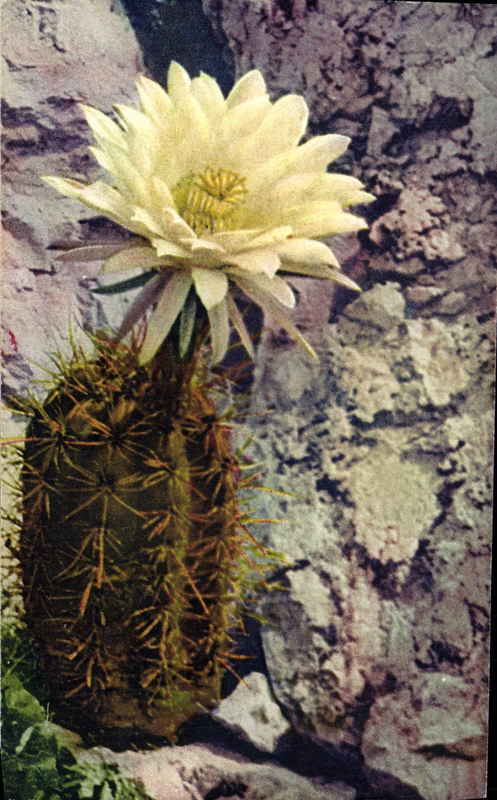 Exotic Vintage Postcard Garden of Monaco Cereus Gladiatus